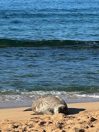 Locals kicking back !