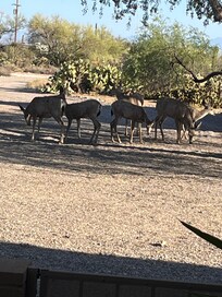The deer grazing next to us.