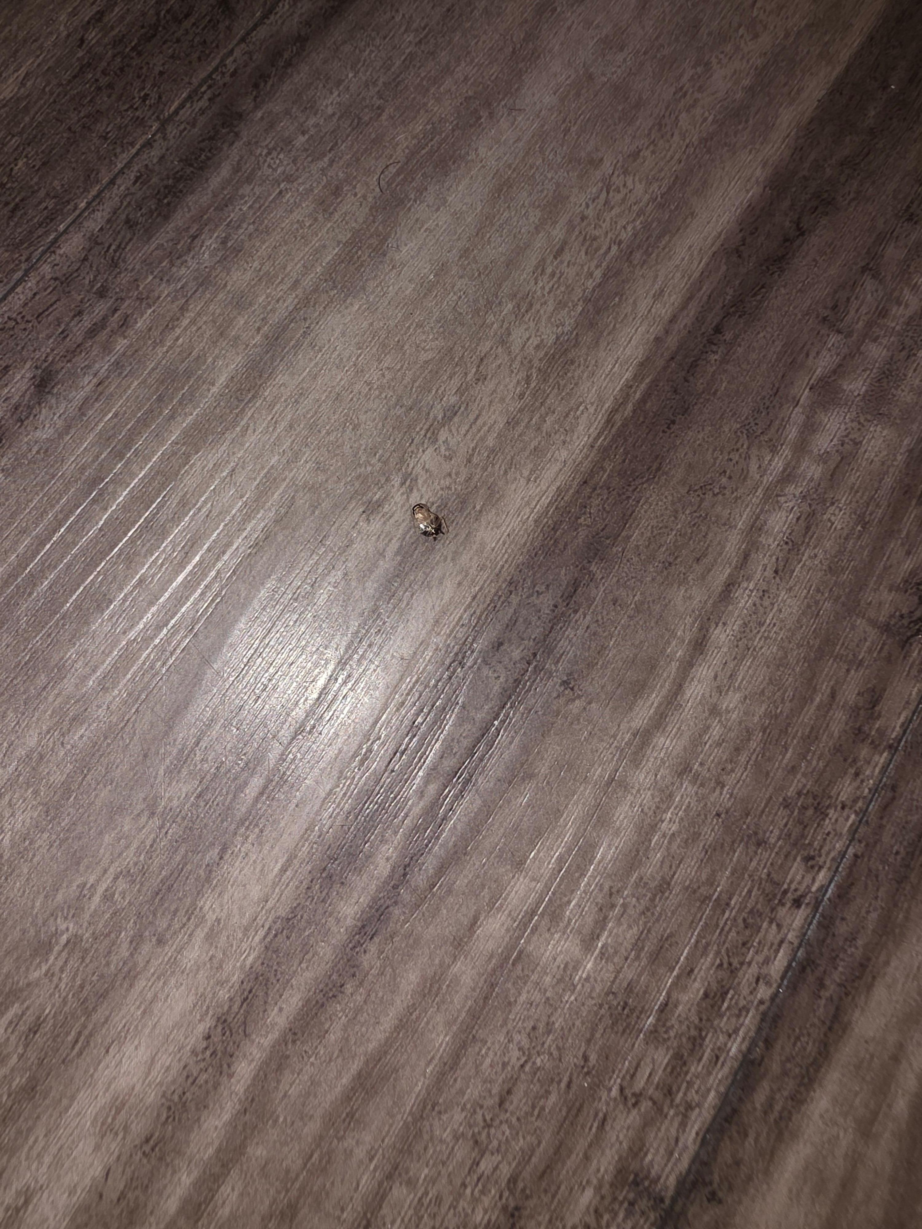 Dead roach on floor of bathroom