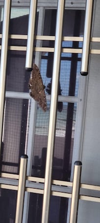 This was sitting on the porch. 4-5 inch moth. So beautiful