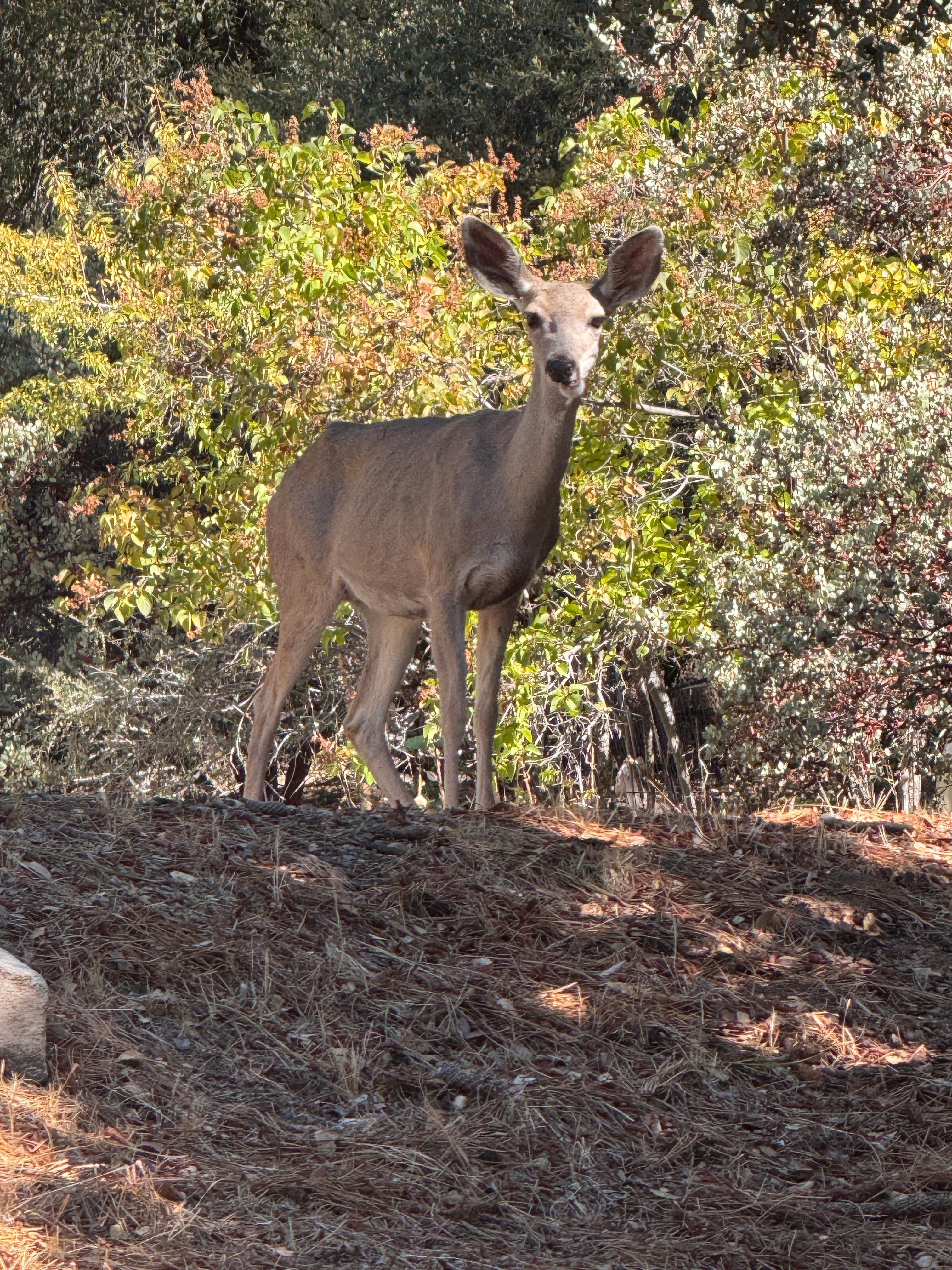 Lots of deer in the neighborhood