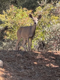 Lots of deer in the neighborhood