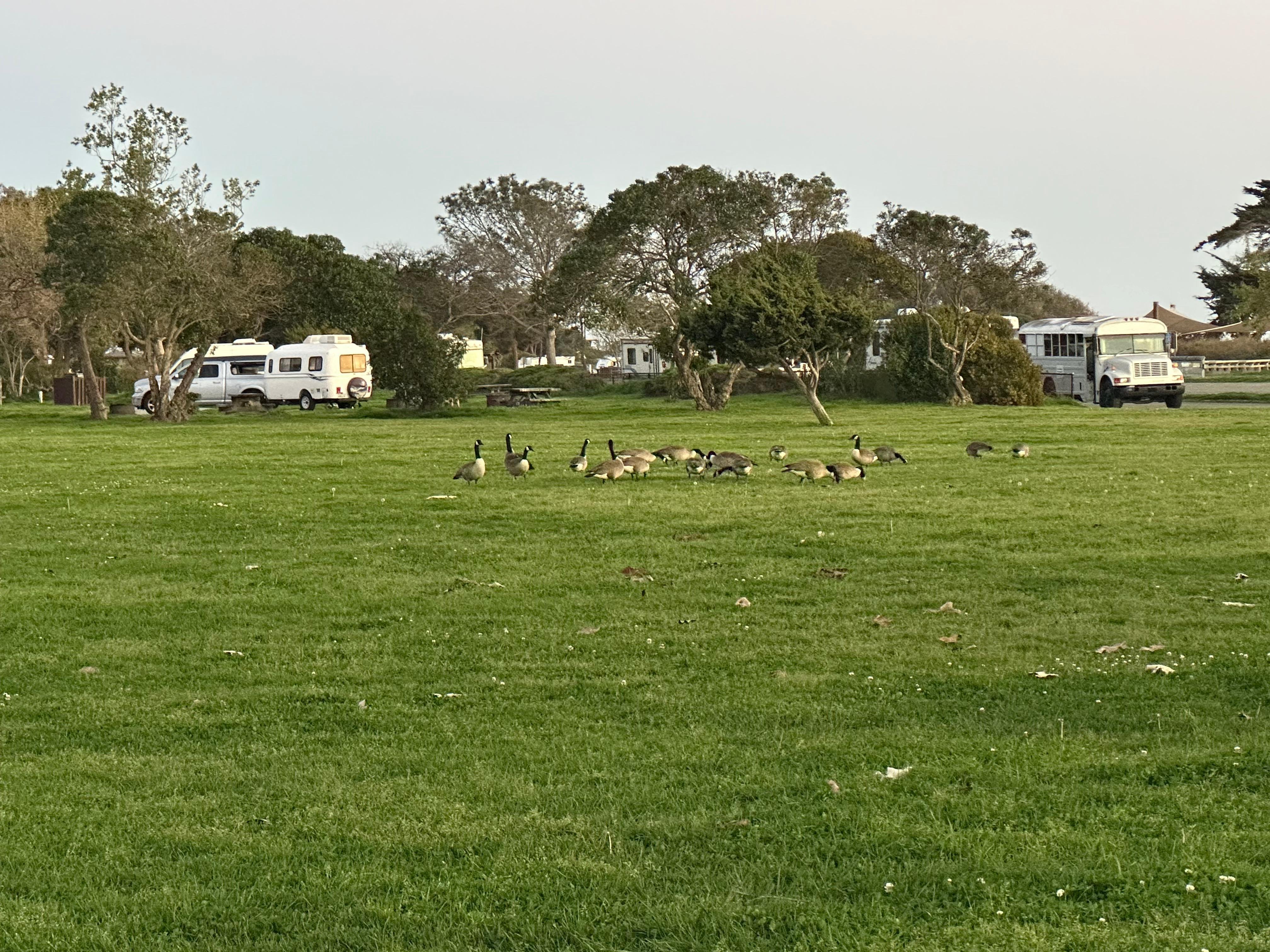 Geese in the field near Carp State Beach