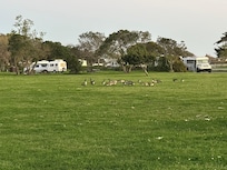 Geese in the field near Carp State Beach