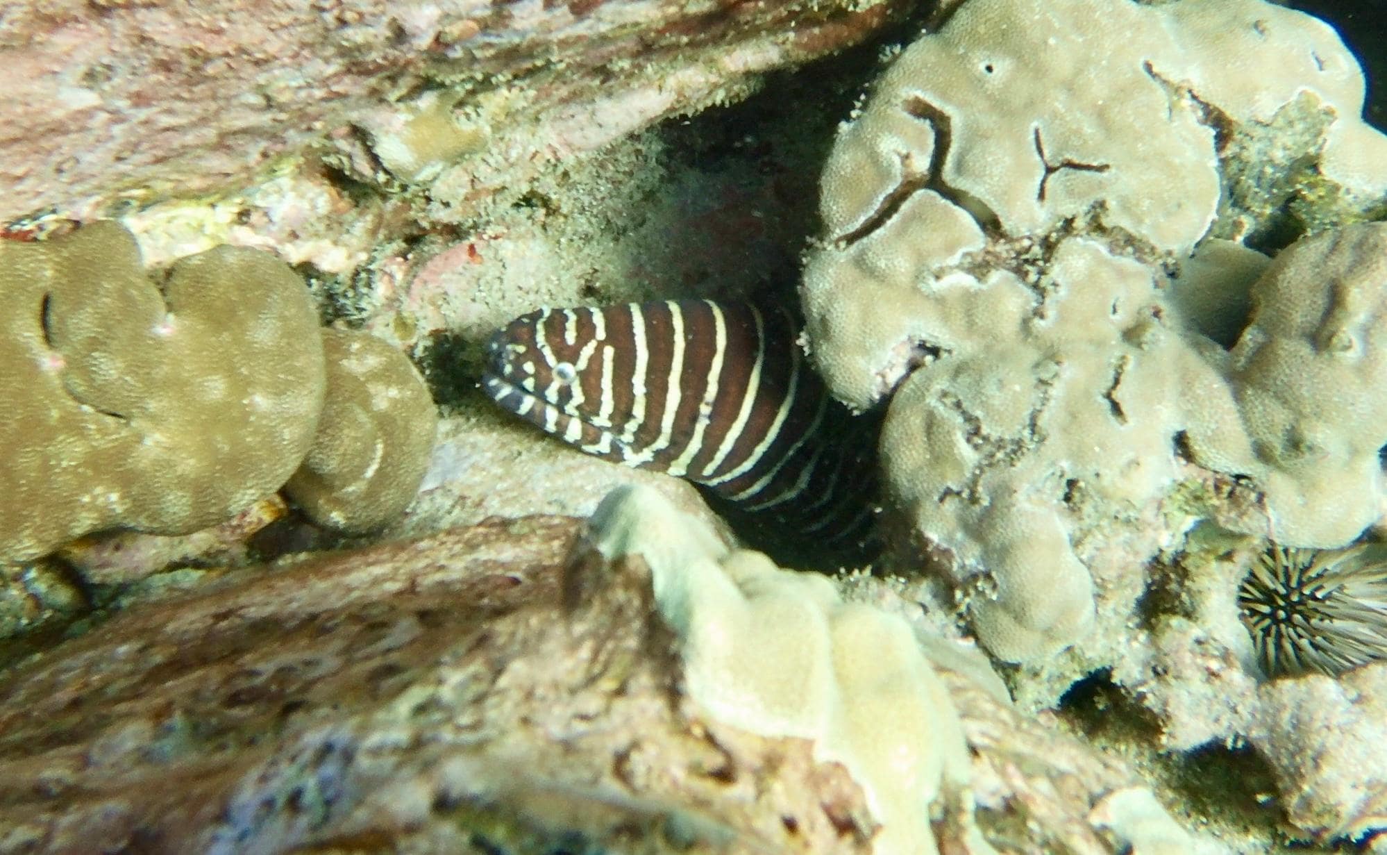 Zebra Moray