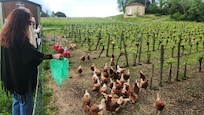 Feeding the chickens