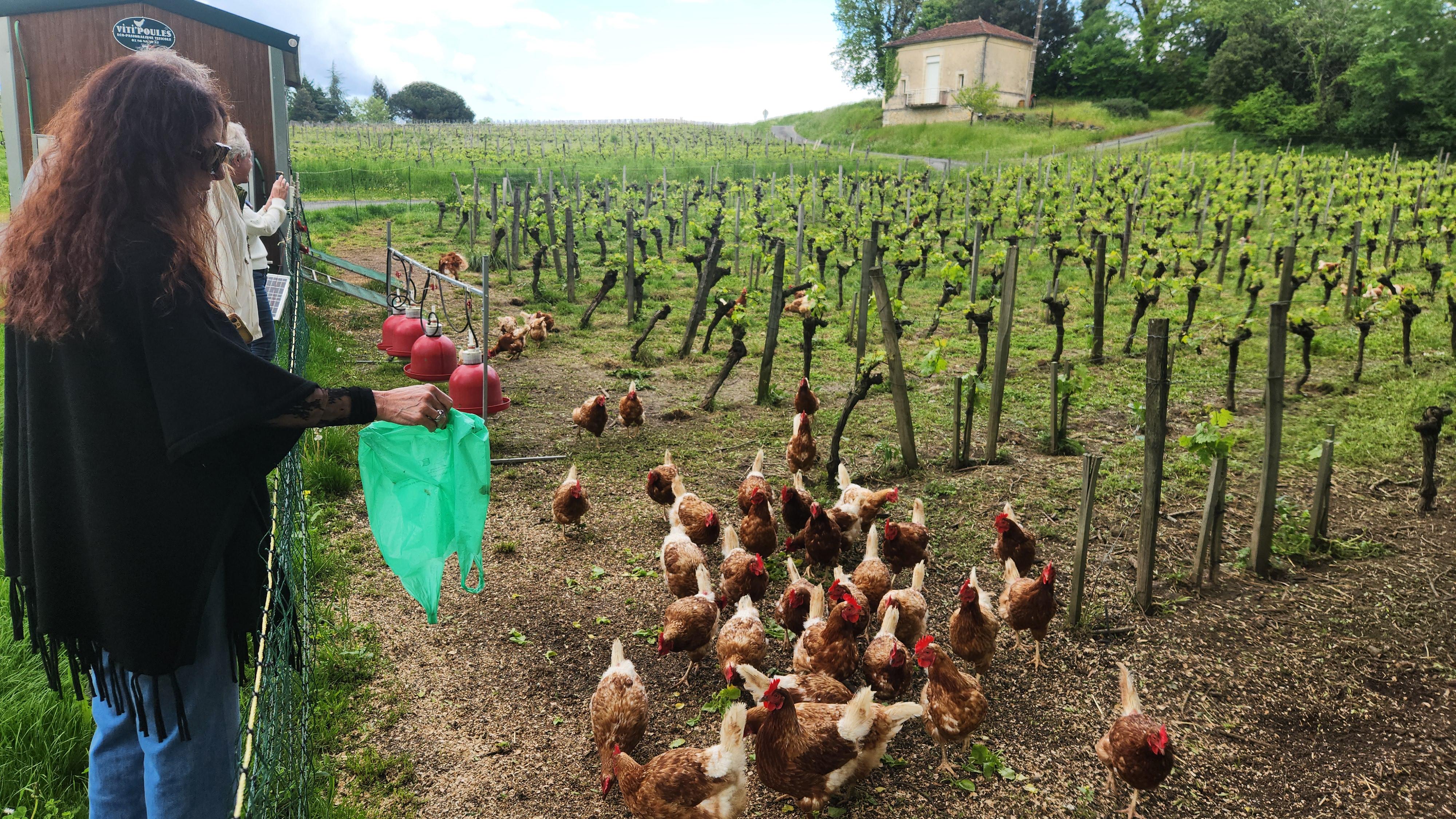 Feeding the chickens