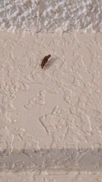 The 2nd roach today, this one is about to have babies.