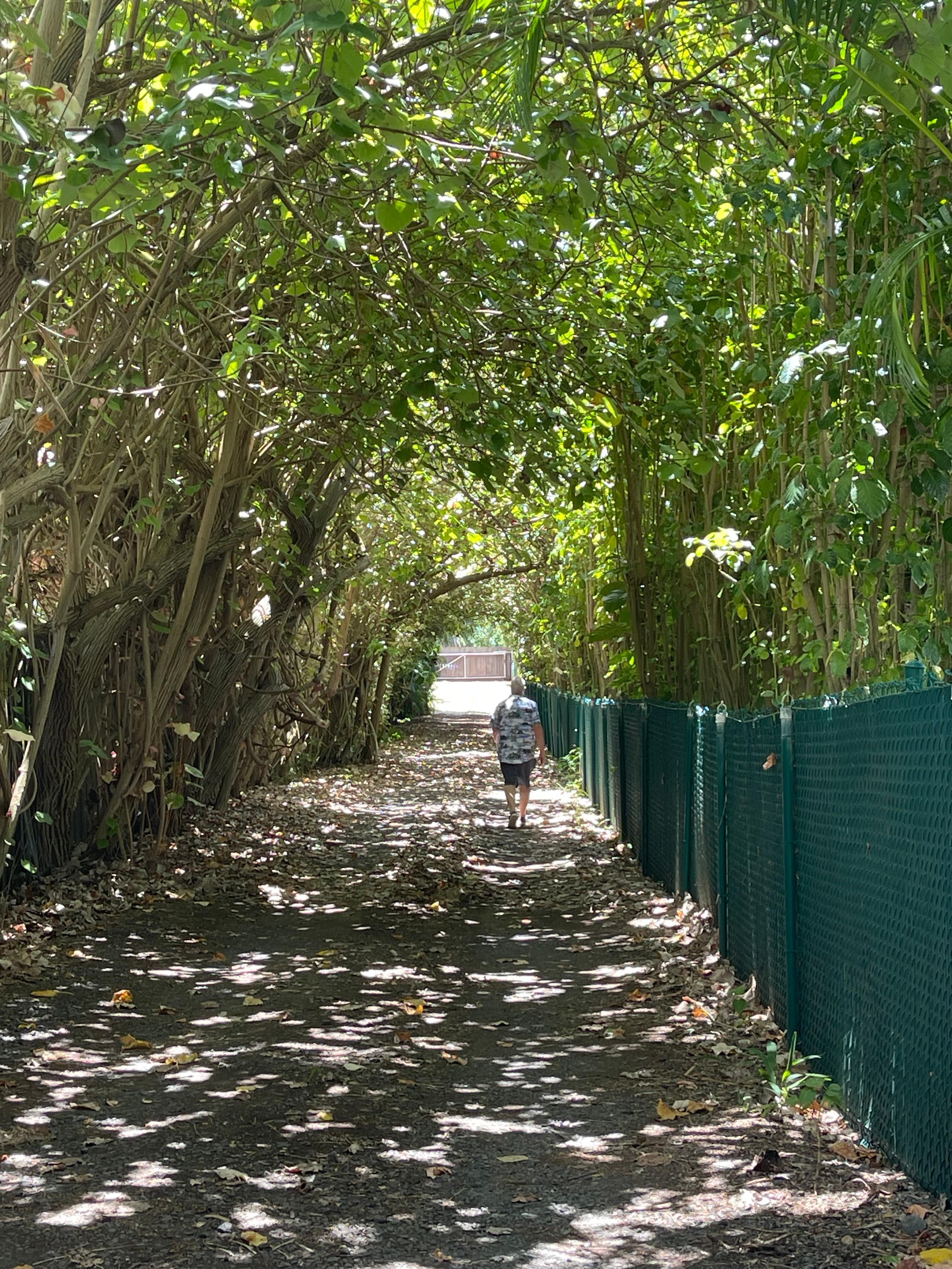 Beautiful drive to the house