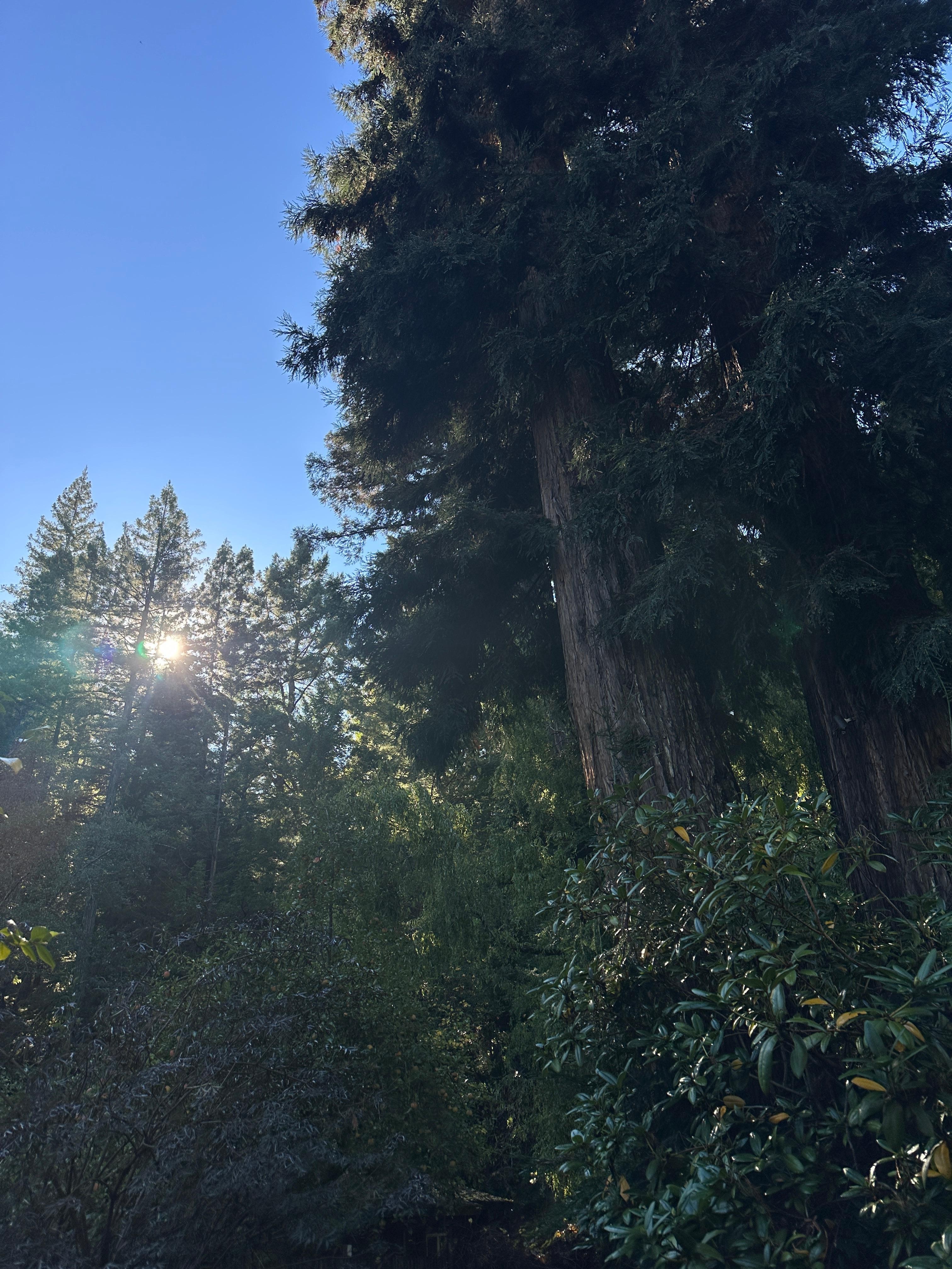 Sunrise from the driveway