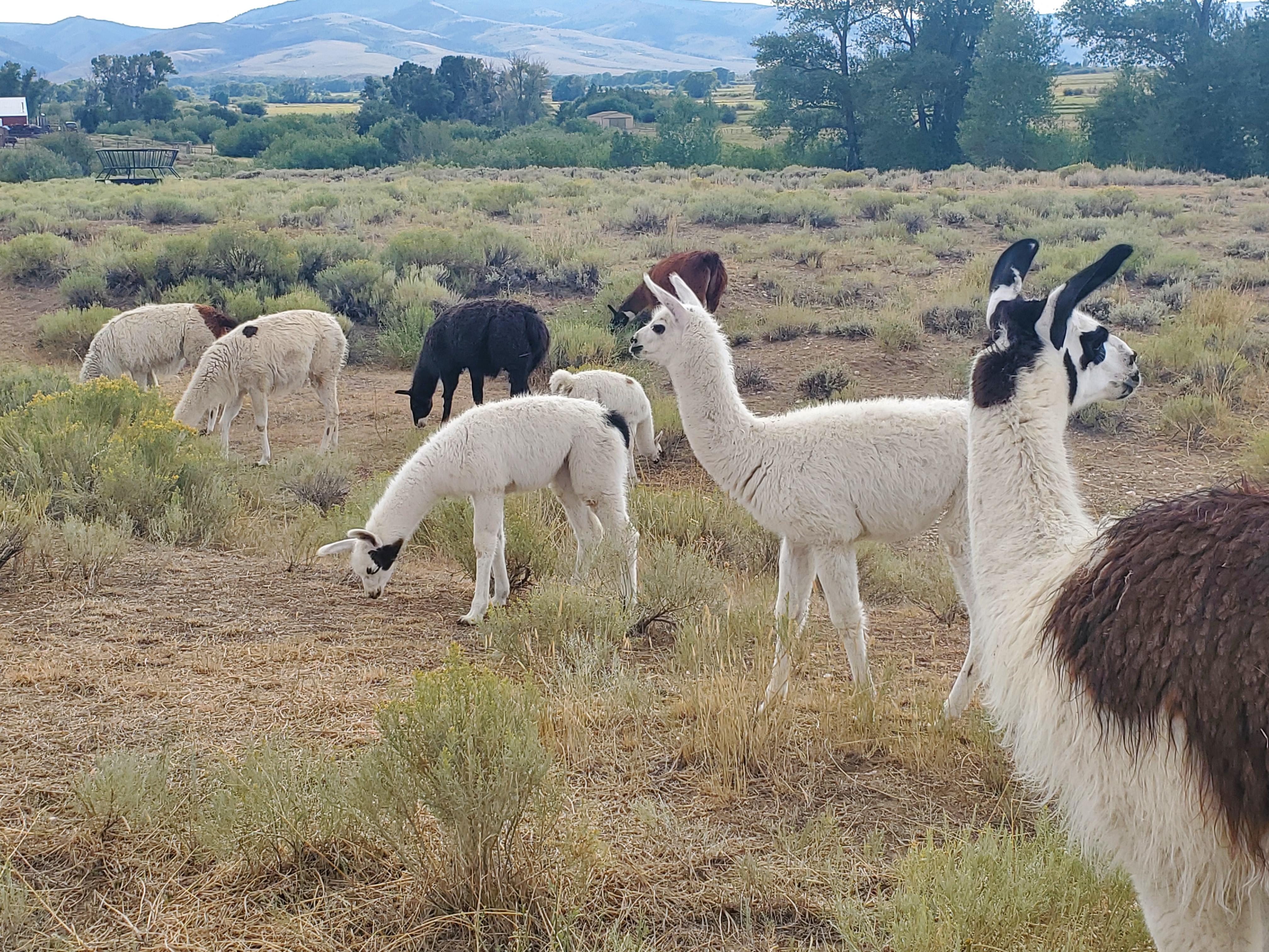Happy Llamas