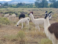 Happy Llamas