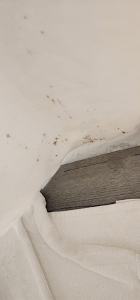 mold on shower curtain