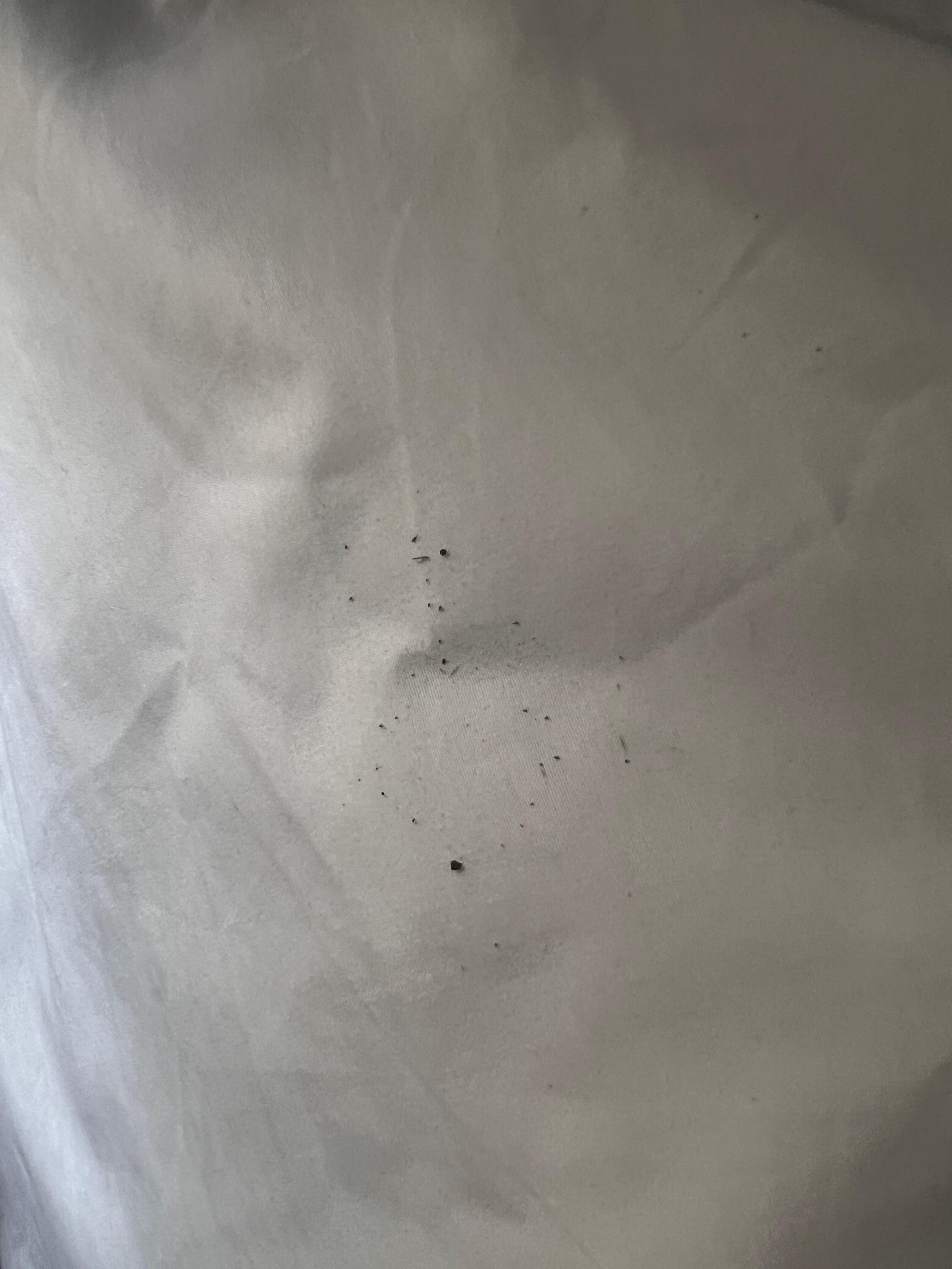 Hair on sheets 