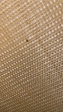 BED BUGS!