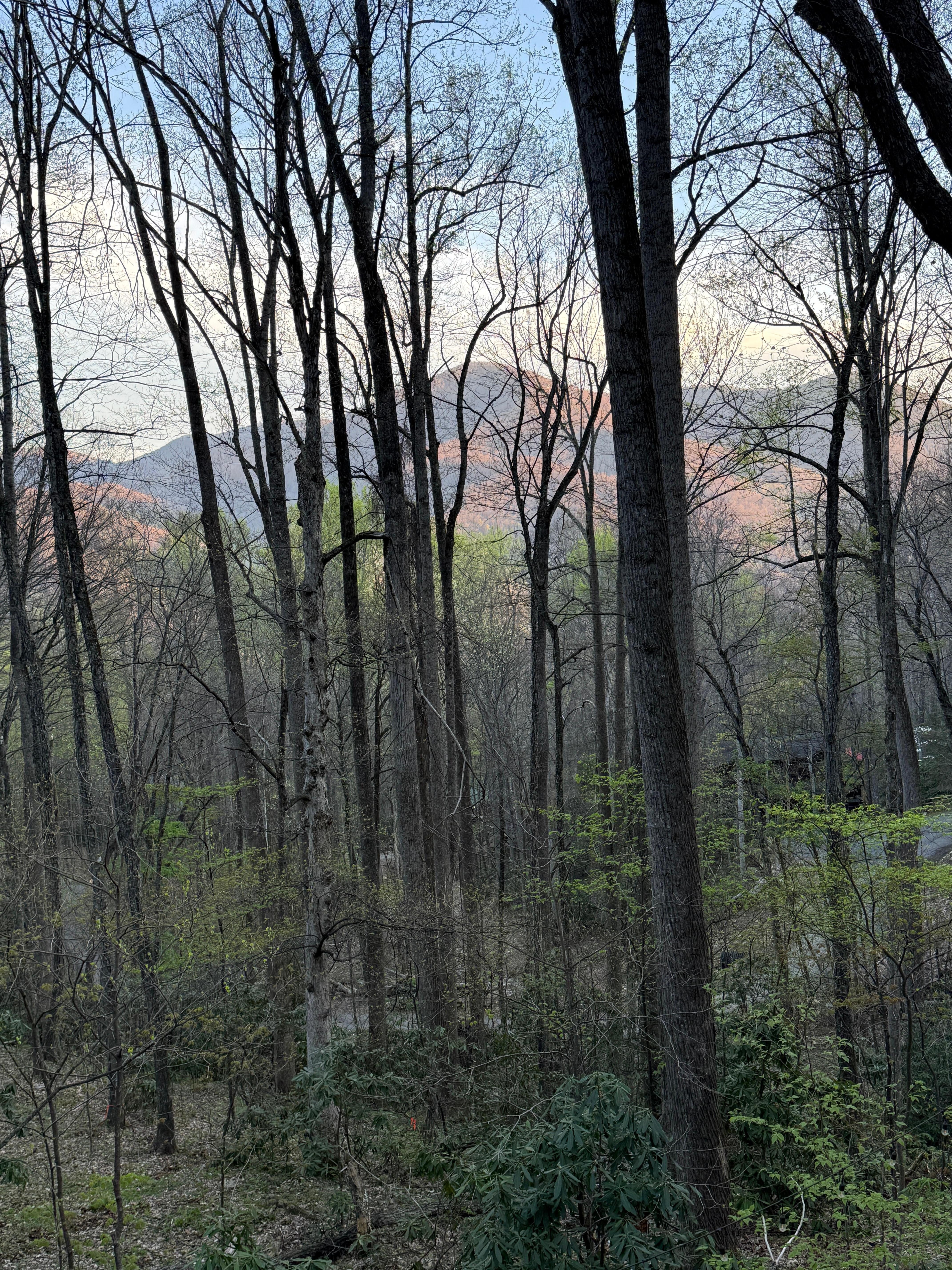 View from back porch