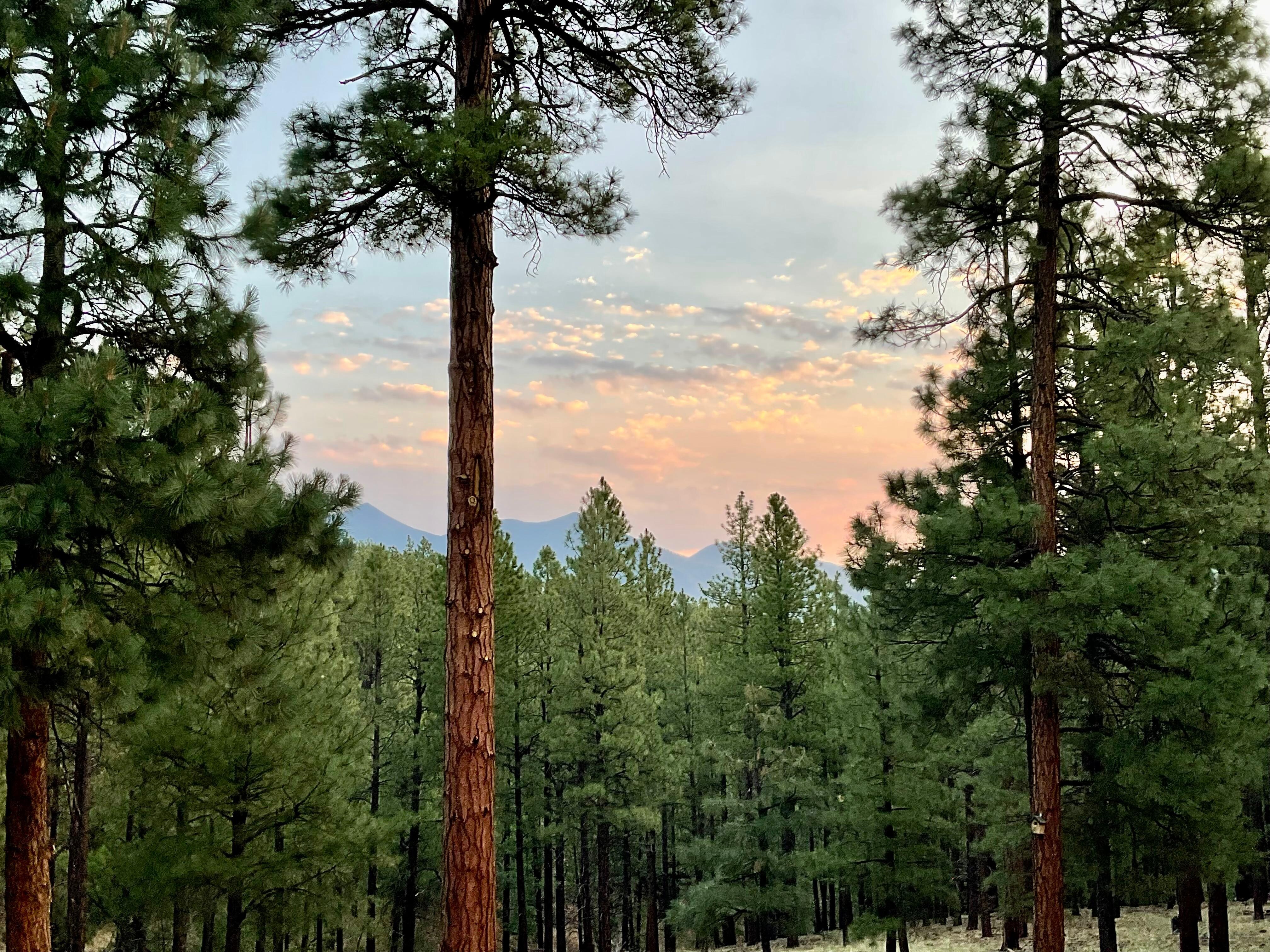 Morning view from back patio.