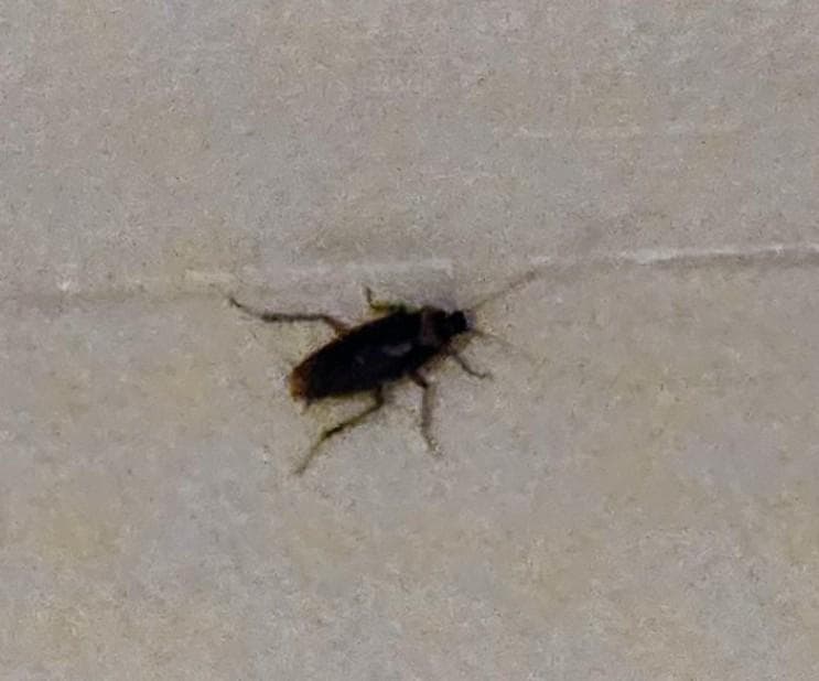 cockroach on wall that we woke up to (one of several throughout the stay)