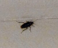 cockroach on wall that we woke up to (one of several throughout the stay)
