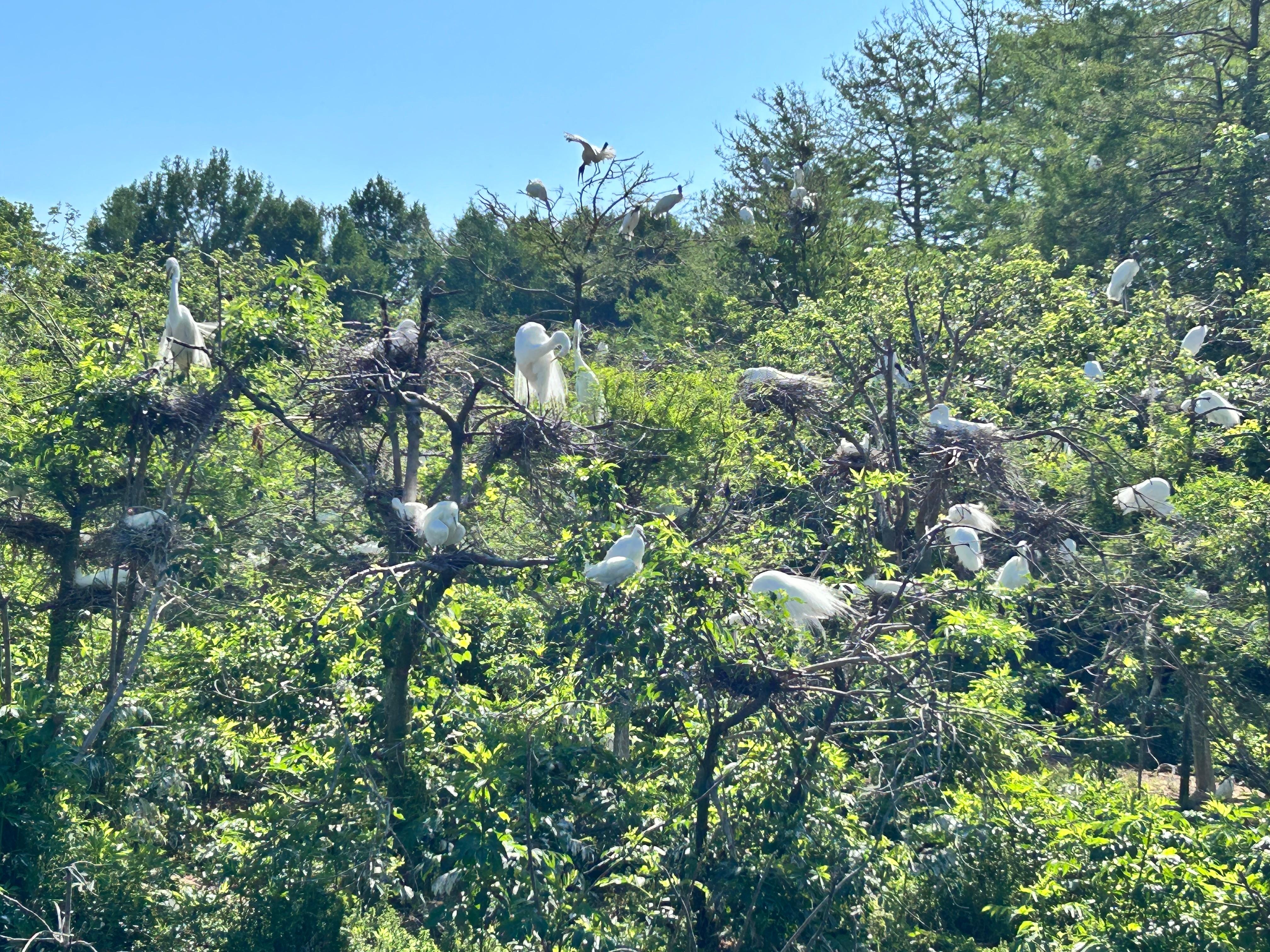 Cypress Wetlands