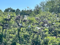 Cypress Wetlands