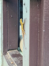 An occasional guest seen while walking the resort grounds