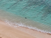 Drinking morning coffee with sea turtles!