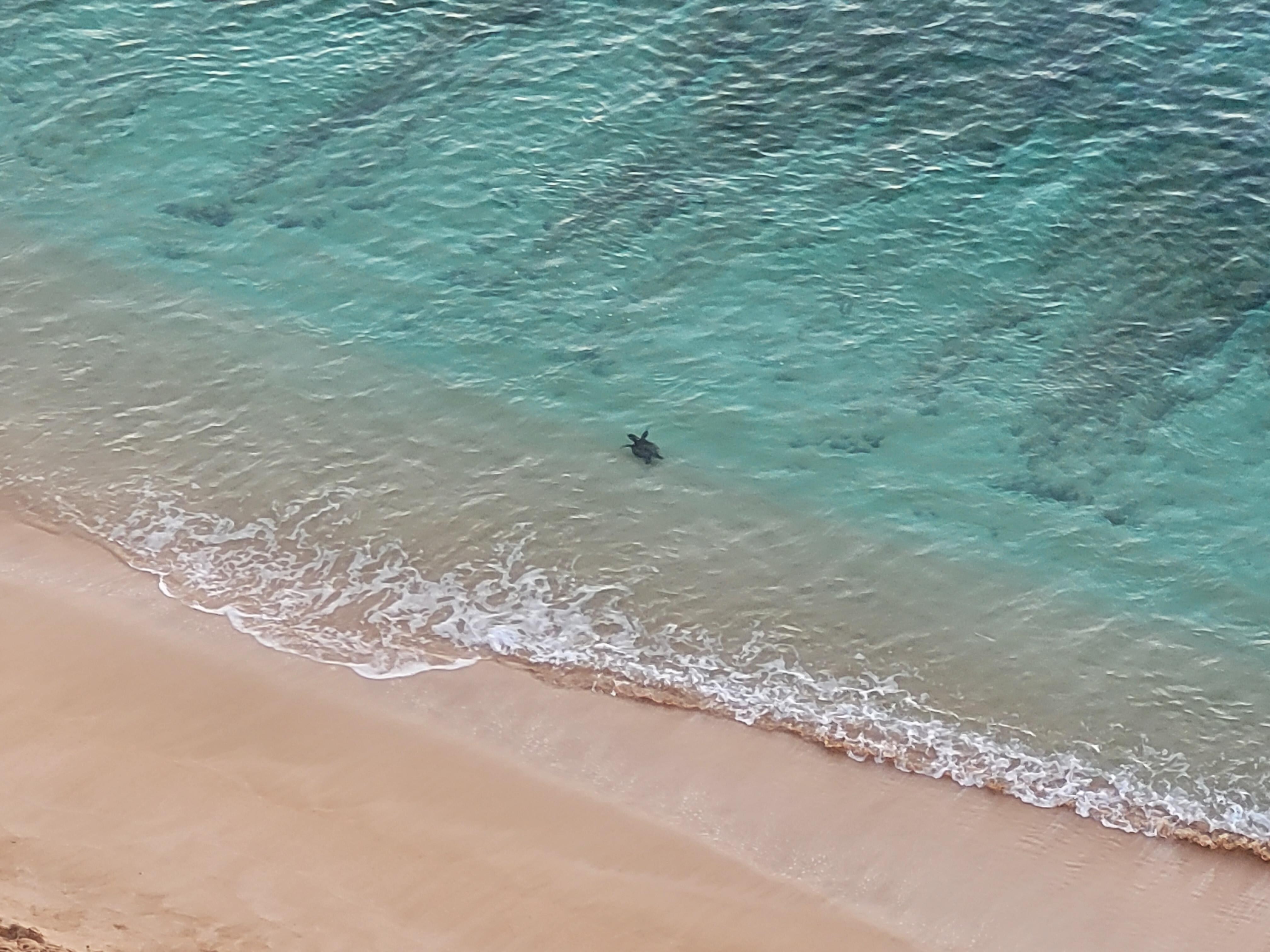 Drinking morning coffee with sea turtles!