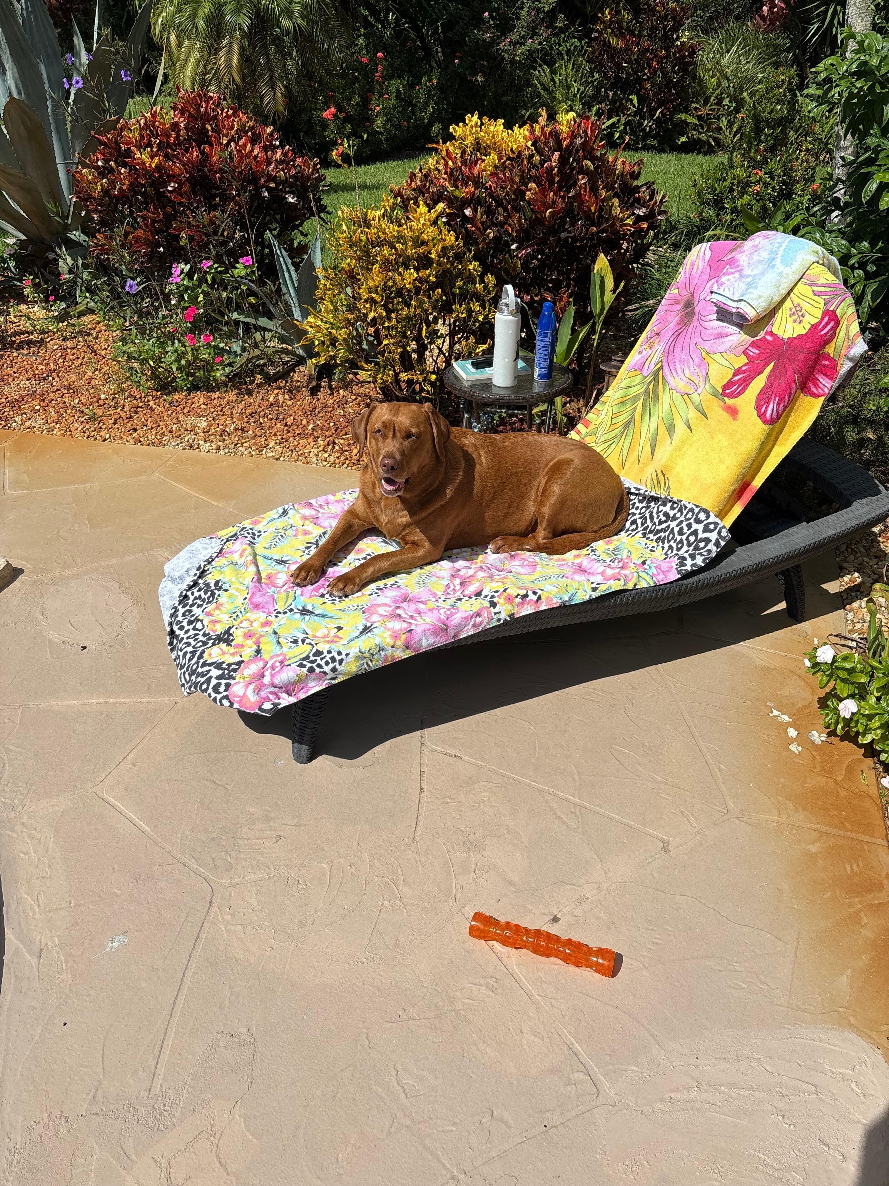 Tilly enjoyed her pool time!