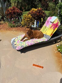 Tilly enjoyed her pool time!