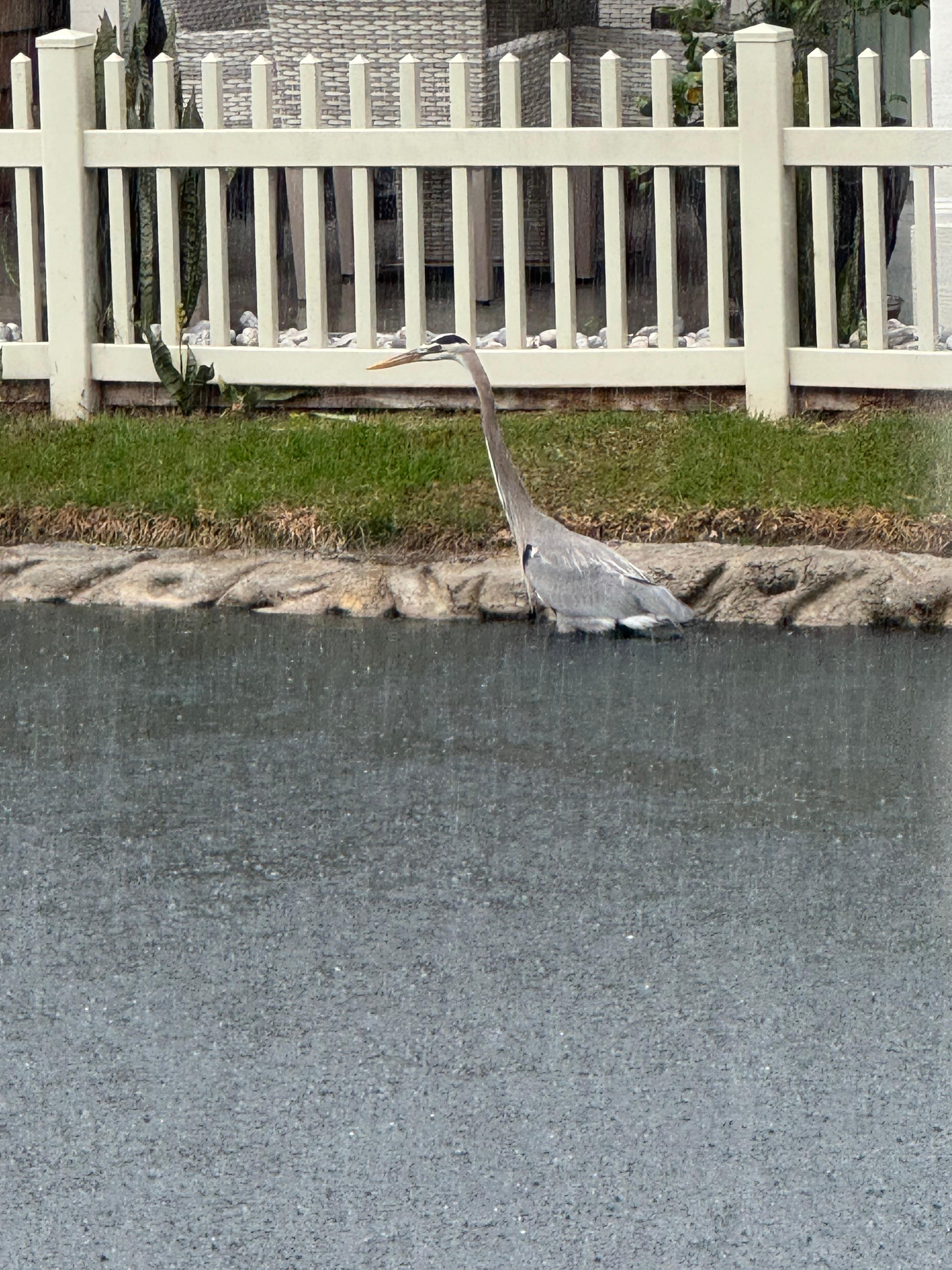 Blue Herron visiting 