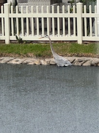 Blue Herron visiting