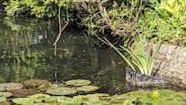 Le bassin du parc du gite