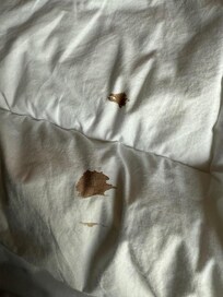 What appears to be a blood stain on the duvet