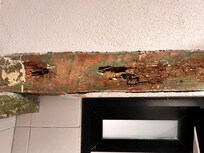 Wood is infested with termites