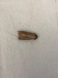 Bug found in kitchen cabinet