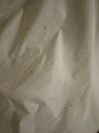 Possible bedbug spots?