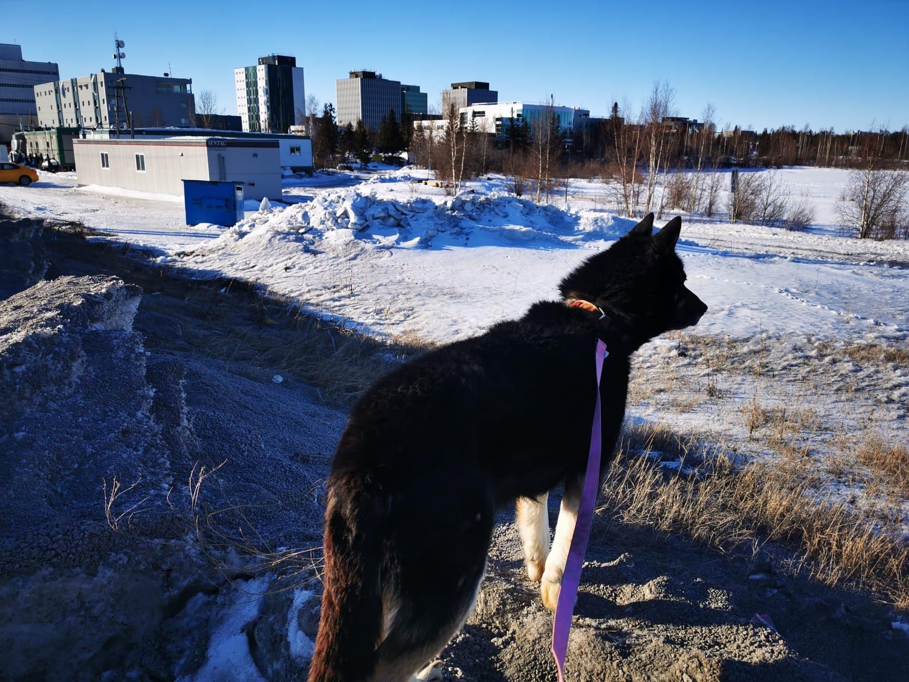 The dog in question.