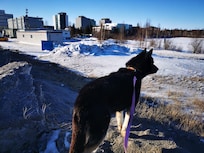The dog in question.