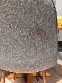 Kotze auf einem Stuhl in der Küche