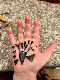 Shark and crocodile teeth from Fort Clinch
