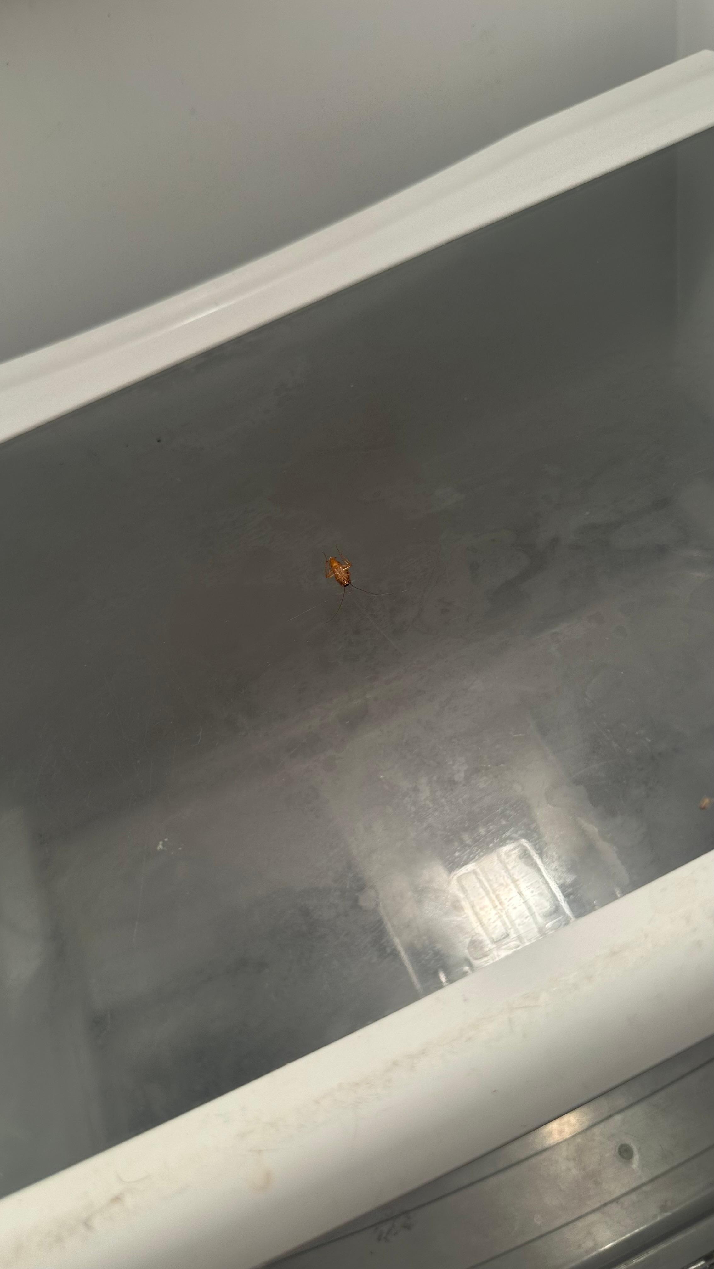 Roach in the fridge 