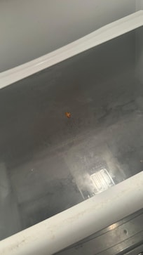 Roach in the fridge