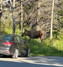 Moose! grazing near our rental car. Pic taken from inside the garage.
