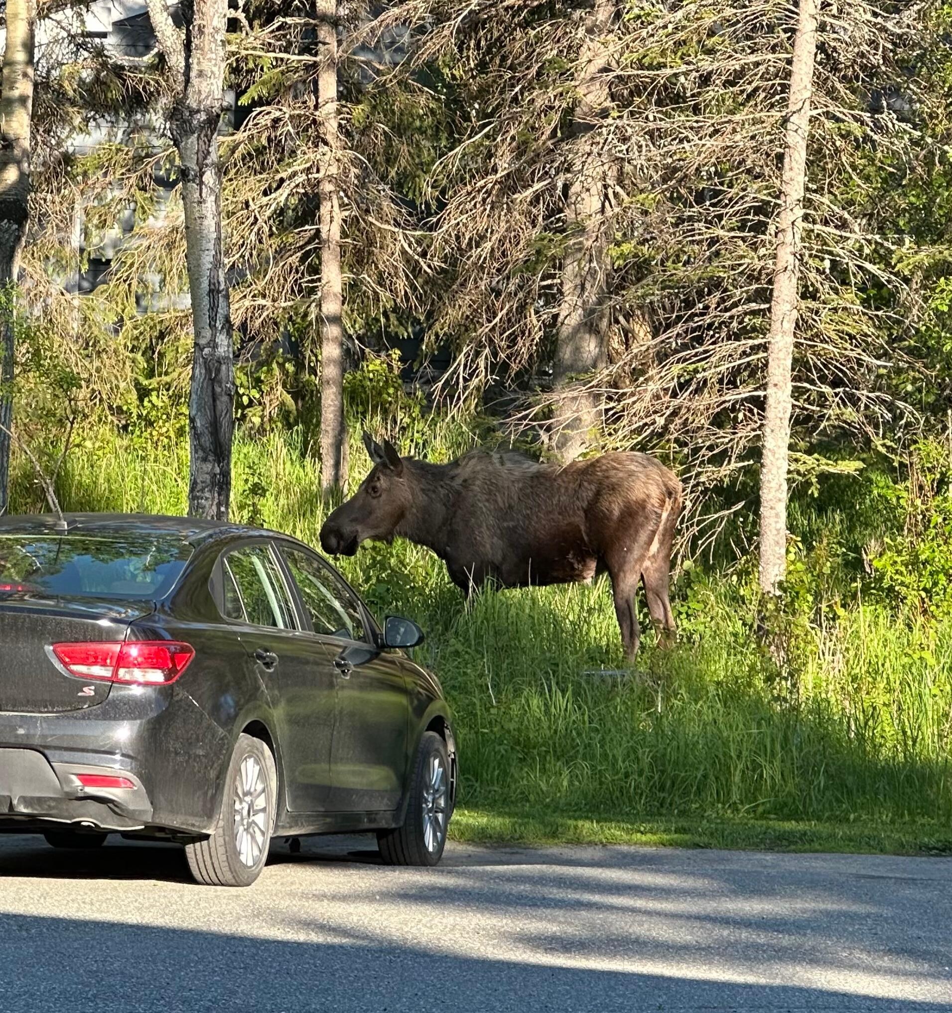 Moose! grazing near our rental car. Pic taken from inside the garage.