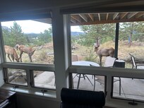 Our morning visitors.