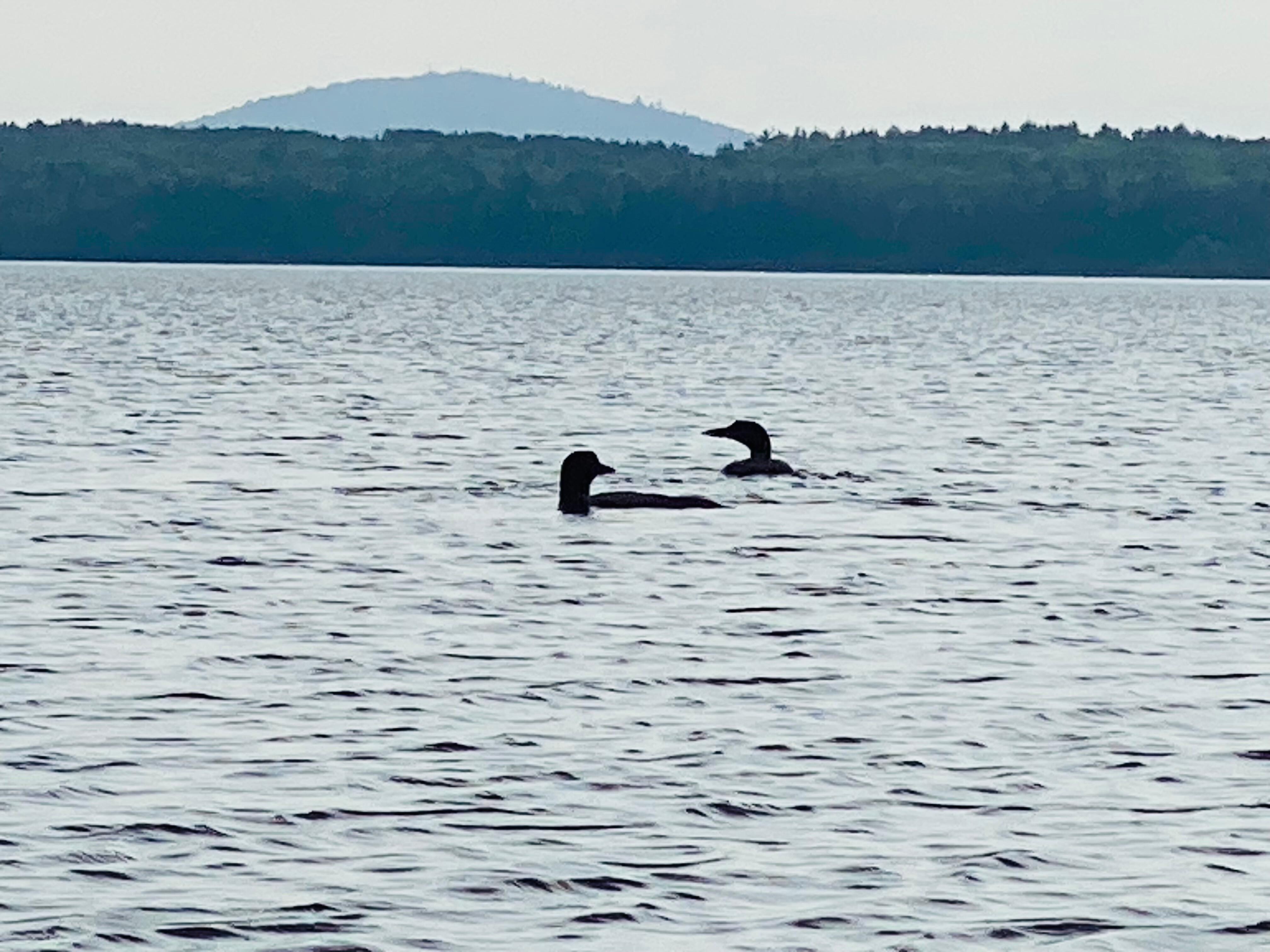 Loons on Lake Clear.