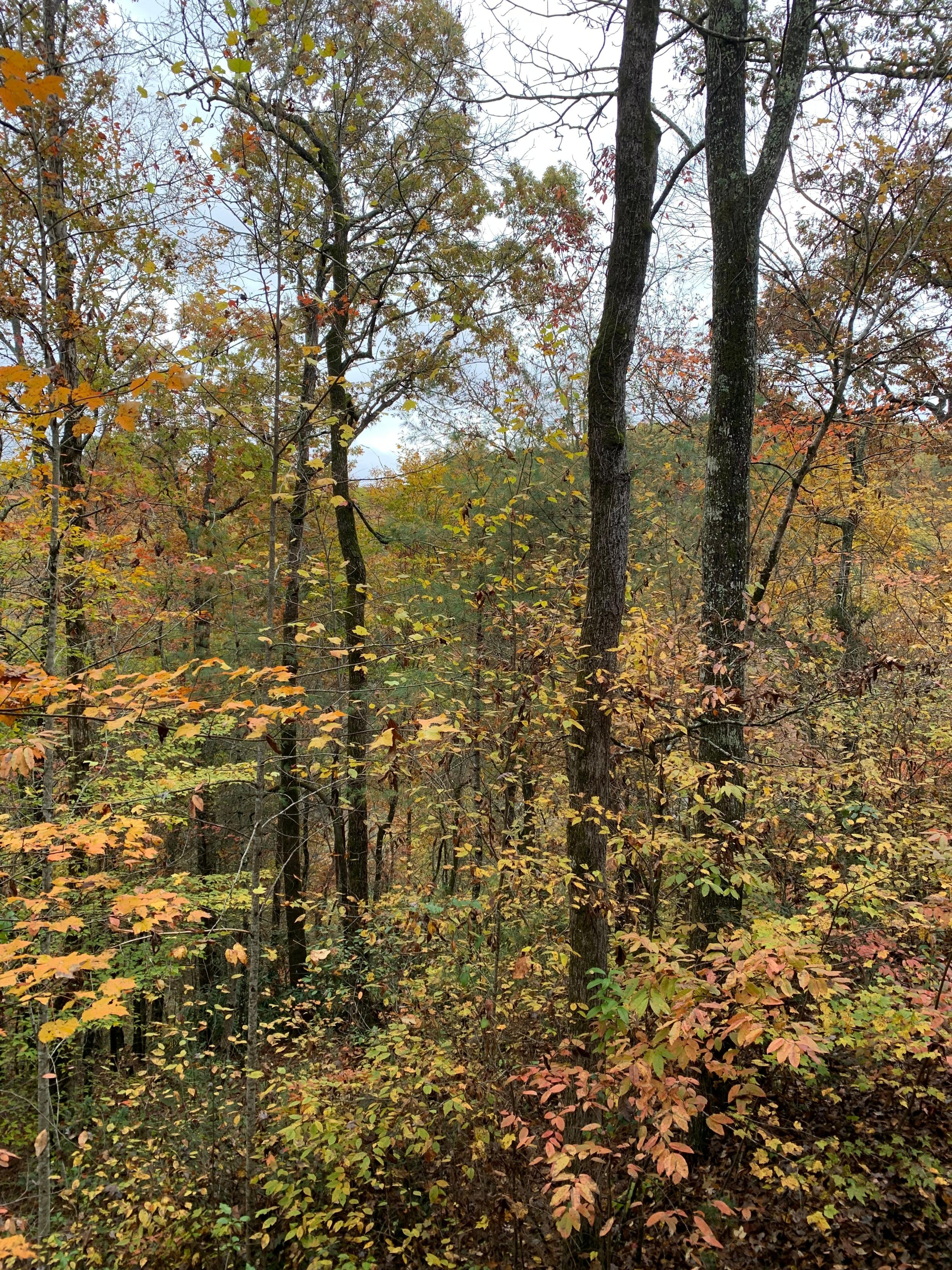 View from living area.