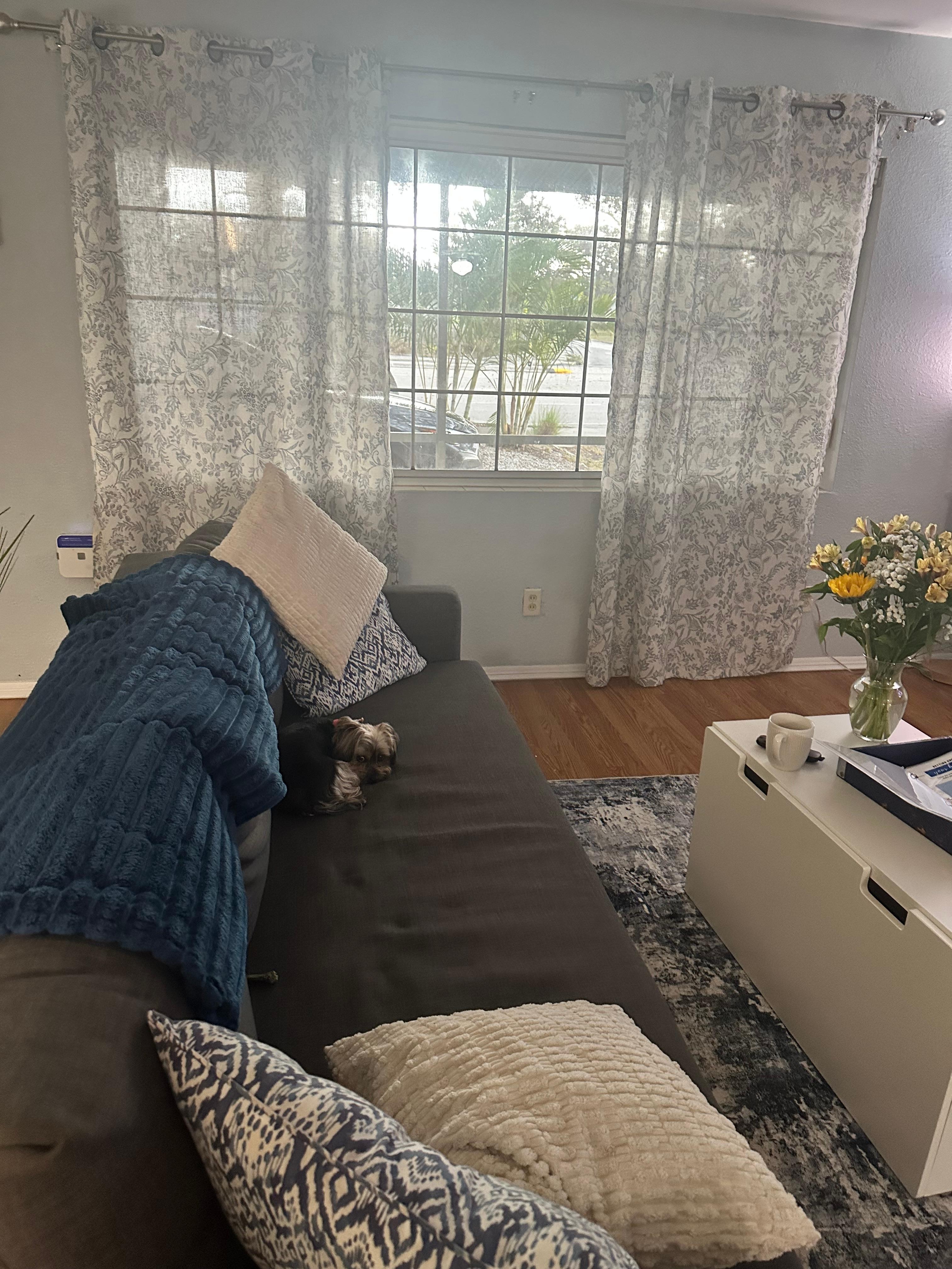 Nice sunny windows in living room