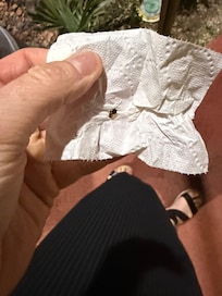 Second cockroach from the second room